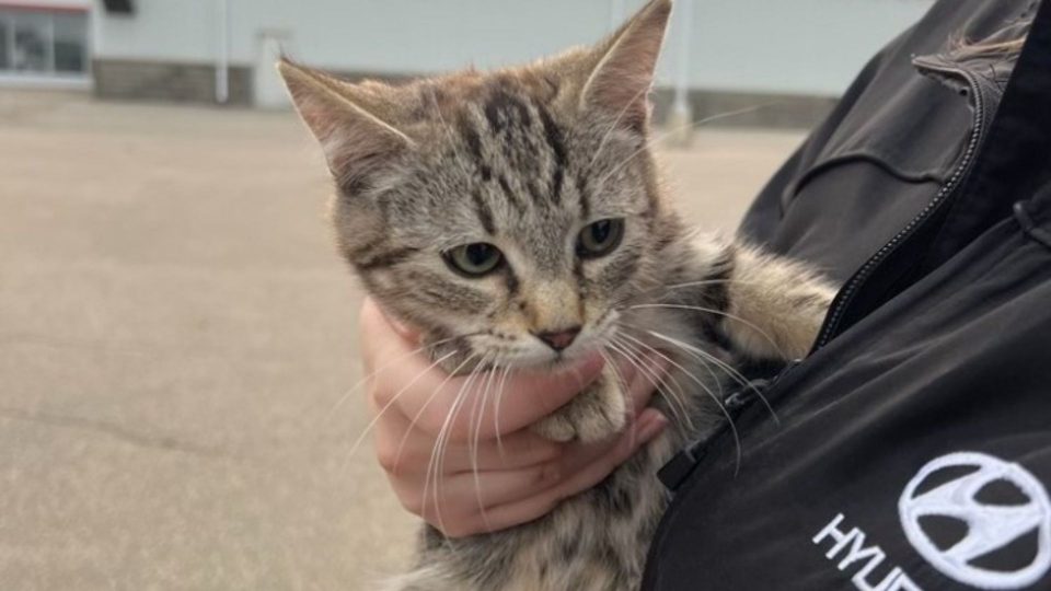 Mechanic Finds A Kitten In A Car Engine During Oil Change