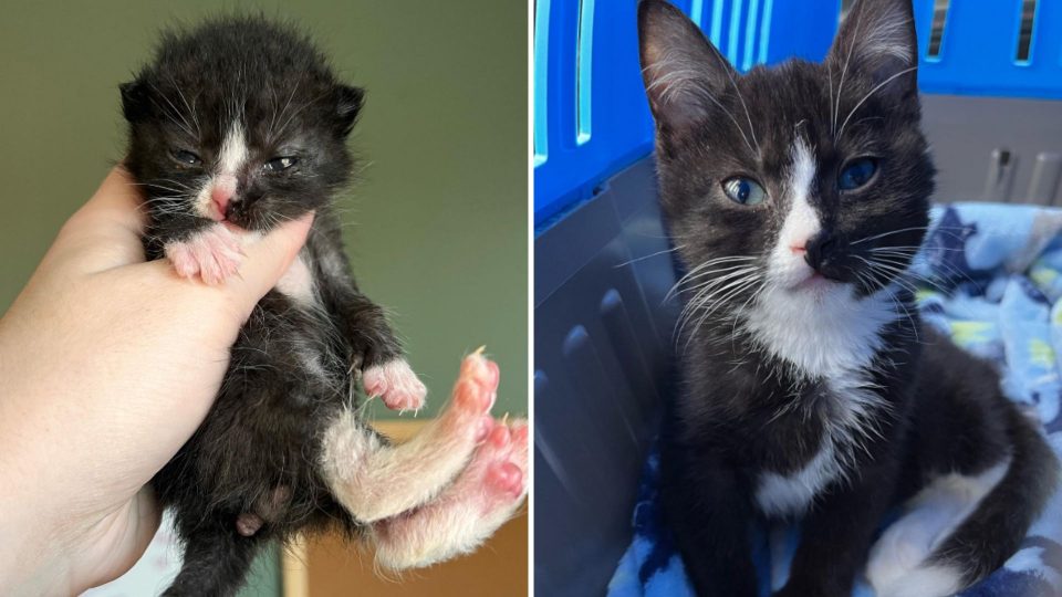 Meet Copper, The Cat Who Cried Loudly For Help And Was Finally Heard