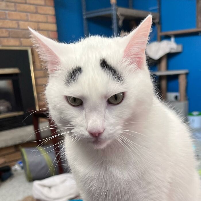 Unforgettable Hénri: Introducing the Internet Sensation Cat with Unforgettable Eyebrows.NgocChau