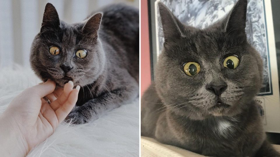 Meet Kevin, The Cat With A Permanent Surprised Look On His Face