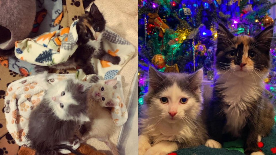 Meet The Kittens Who Have Defied The Odds And Survived A Fatal Disease