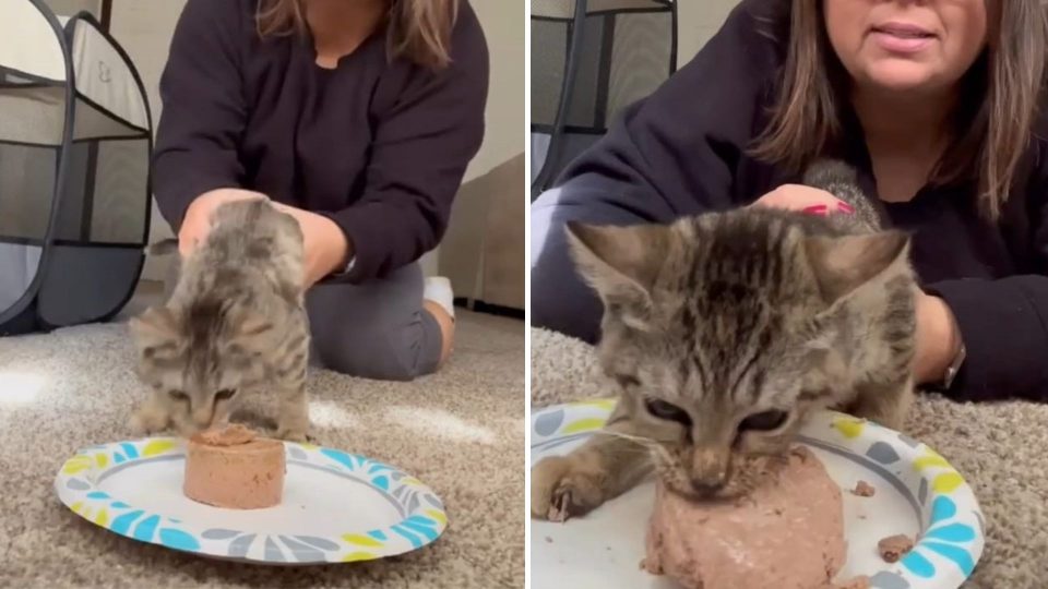 Meet Wobbles, A Special Needs Kitty Who Turns Into A Hangry Beast When Hungry
