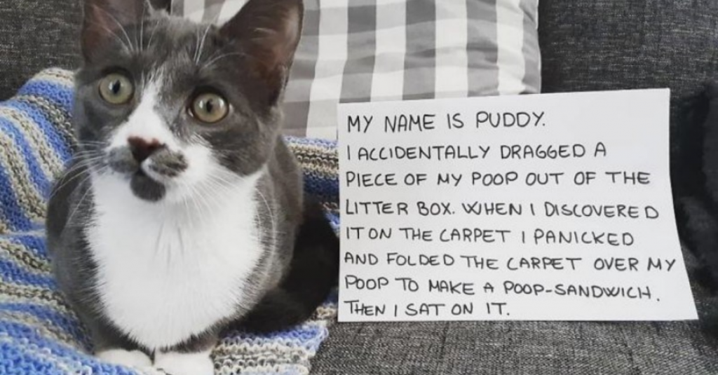 40 Pics Of Mischievous Pets Being Publicly Shamed By Their Hoomans