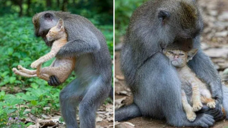 Monkey Hugs And Cuddles A Tiny Kitten Like It’s Her Own Baby