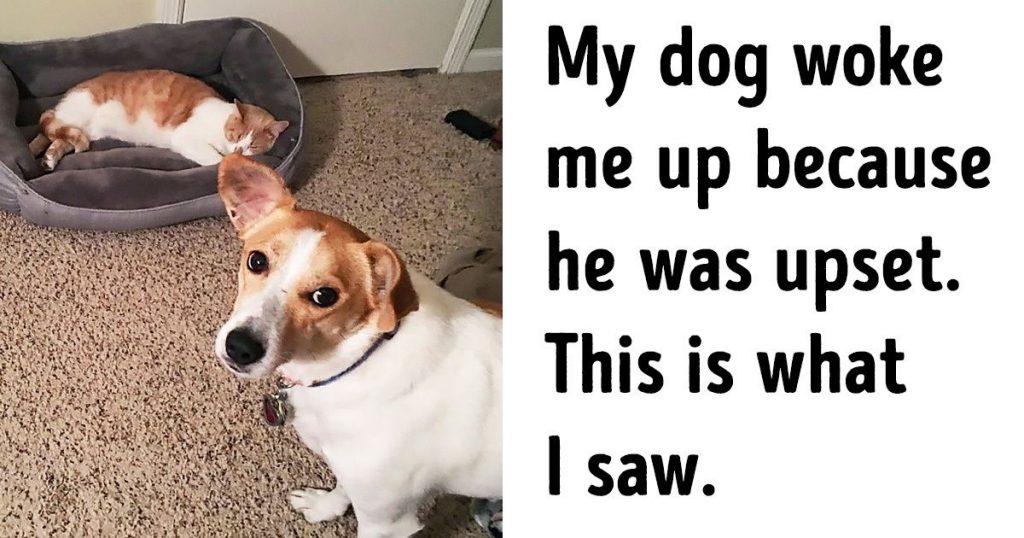 20 Times Our Pets Desperately Needed A Hug And We Were Happy To Oblige