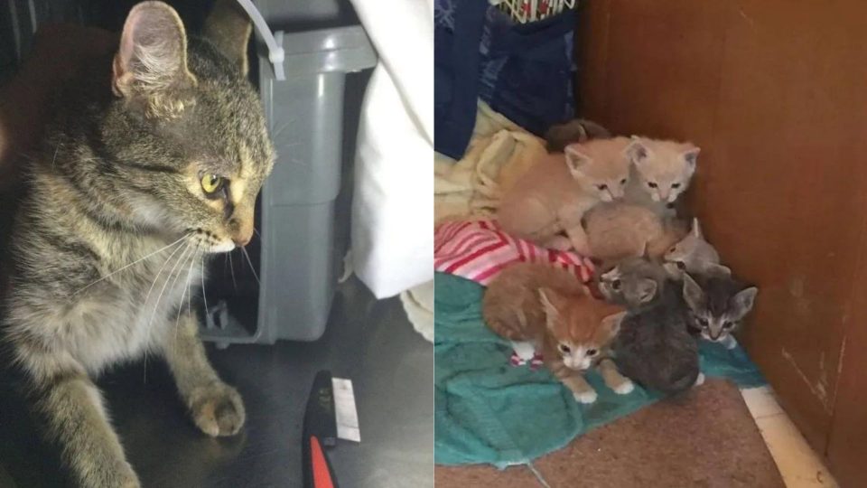 Mama Cat Begs Her Rescuer To Let Her Out So She Can Take Care Of Her Injured Babies