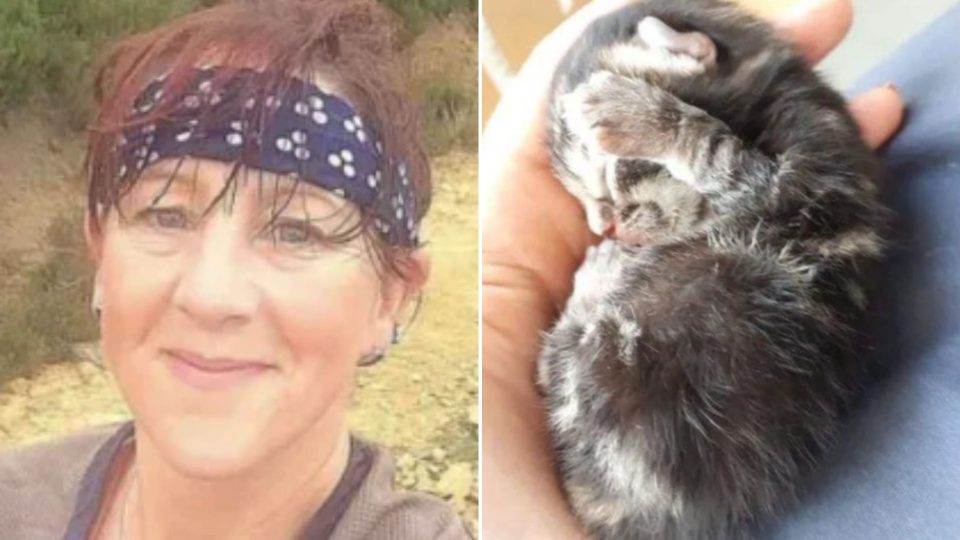 Newborn Kitten Falling From The Sky Saved By Woman Jogger