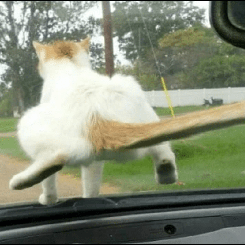 14 Cats Who Are So Desperate For Attention, They Will Do Anything To Get It! - Cats absolutely love to insert themselves into every situation, whether they’re invited or not. Are you typing up a term paper?