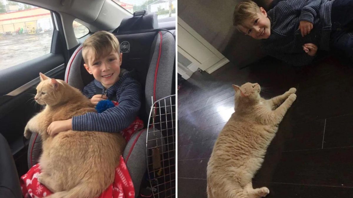 Nobody Wanted To Adopt This Old Giant Ginger Cat Until This Young Boy Saw Him…