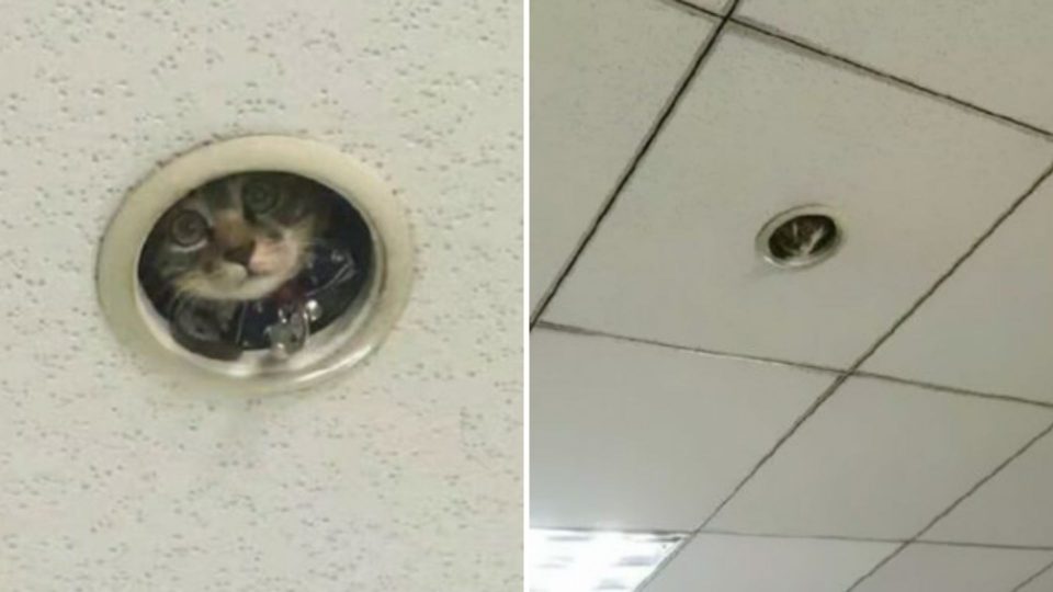 Office Workers Discover A Sneaky “Surveillance Cat” Is Spying On Them