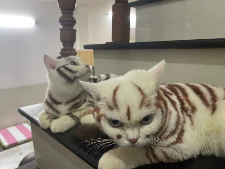 Tabby cat with unusual fur catches attention of social media