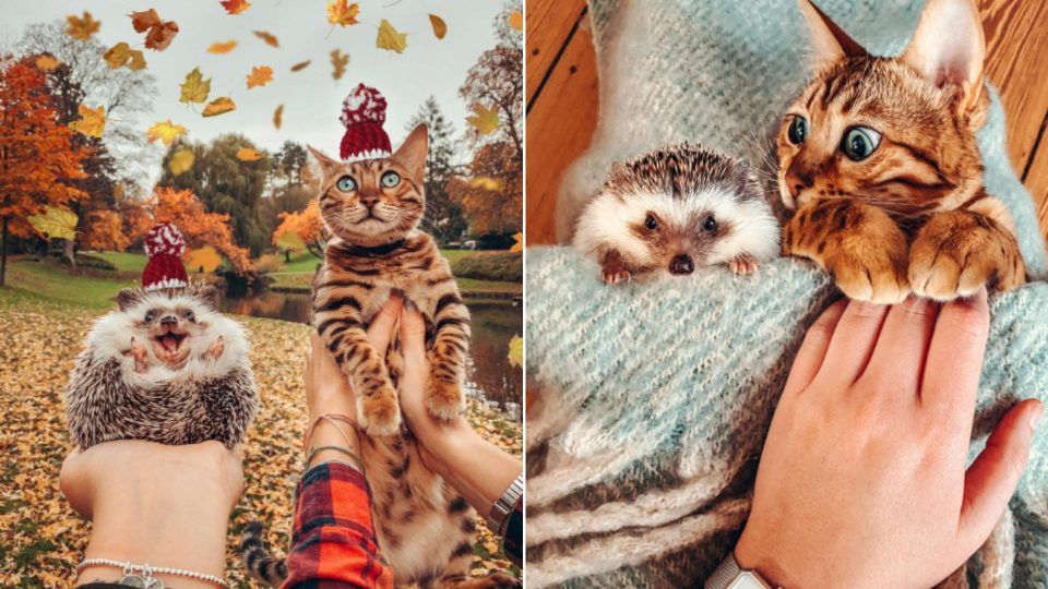 Meet The Adventurous Duo, Bengal Cat And Its Hedgehog Best Friend