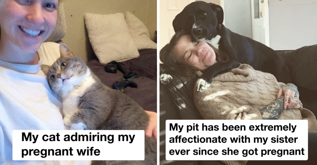 20 Pets Cuddling With Their Pregnant Humans