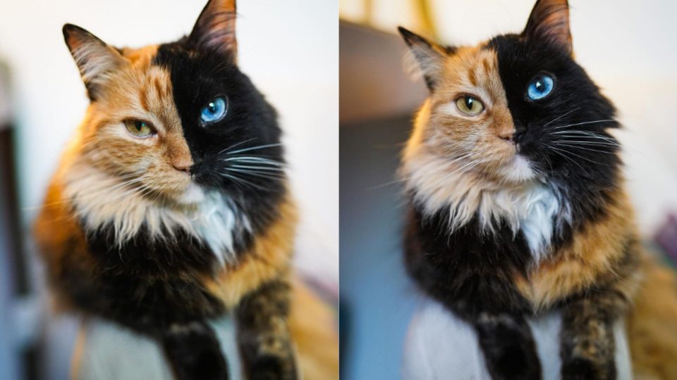 Meet Quimera, The Unique Two-Faced Cat