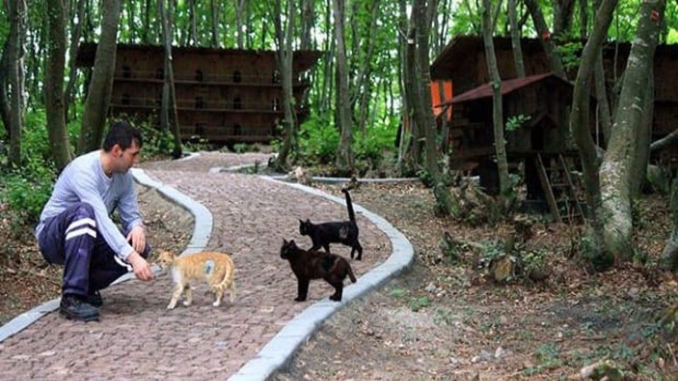 This Small Town Is Built Just For Homeless Cats