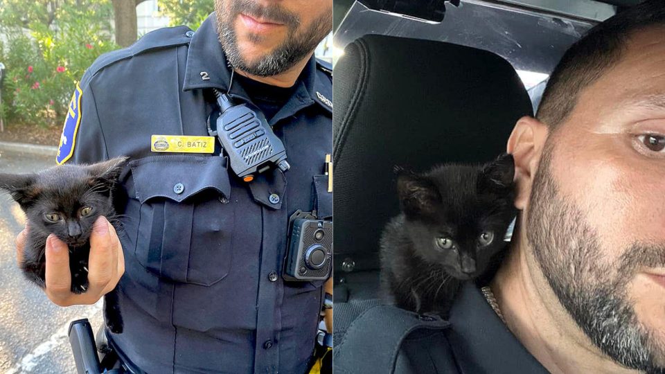 Police Officer Rescues Tiny Black Kitten From Jeep Engine