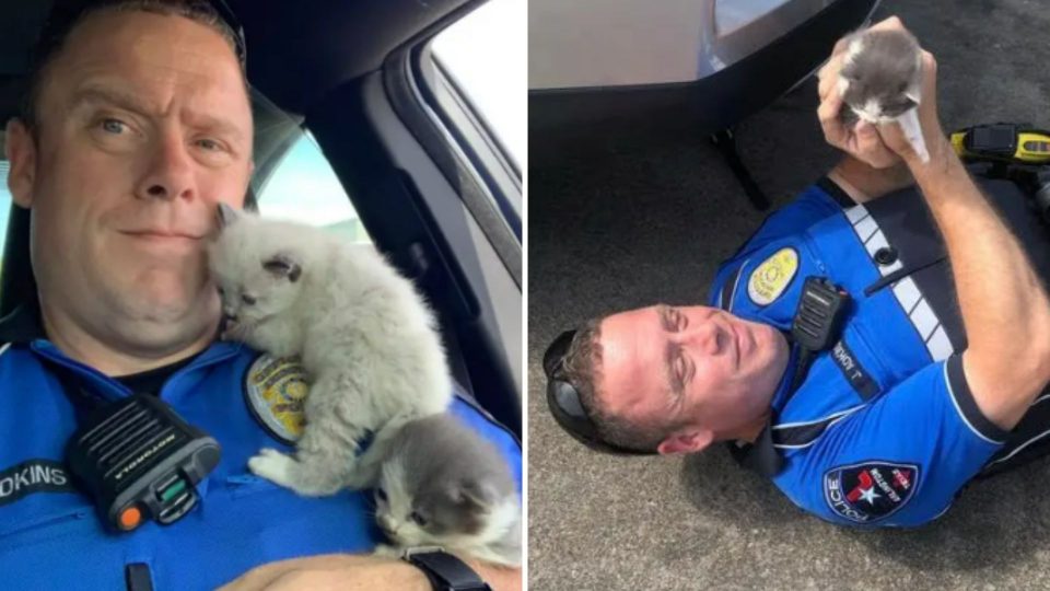Police Officer Rescues Two Adorable Kittens And They Won’t Stop Cuddling Him