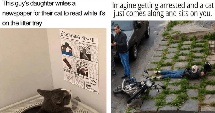 Funniest Cat Memes Of The Week To Give You A Fresh Start