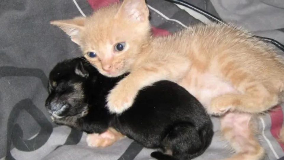Rescue Cat Gets A Shelter And Adopts An Orphaned Puppy