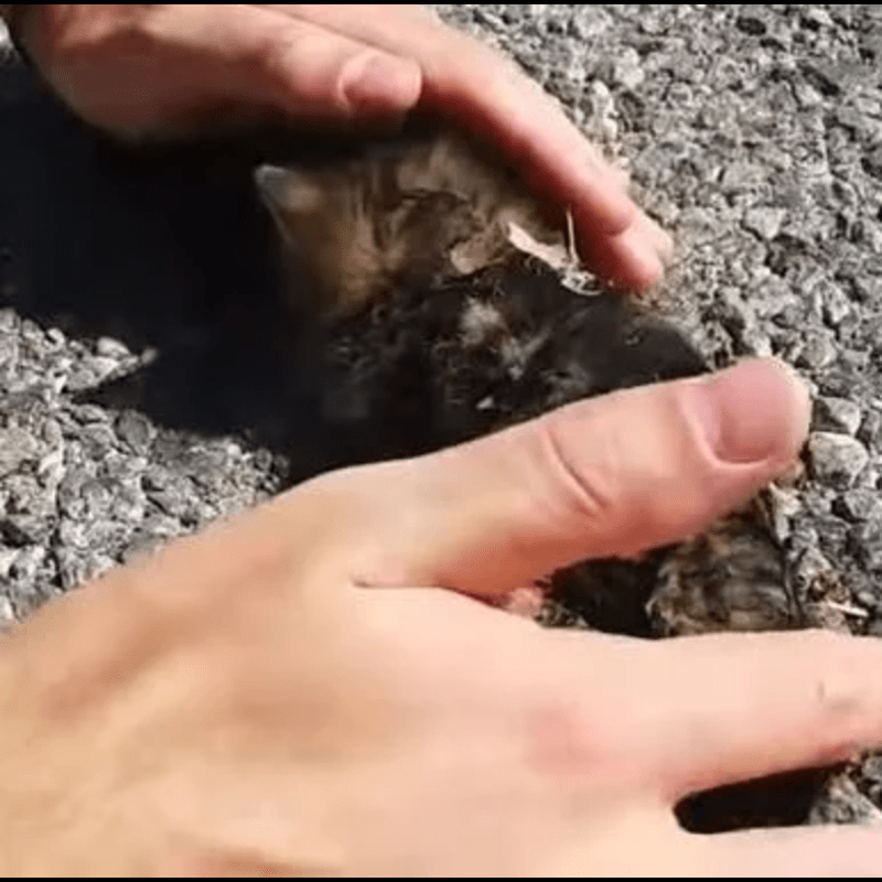 A Bit of Love and Petting Brought this Street Kitten Back to Life - Just A Little Bit of Love and Petting Brought this Street Kitten Back to Life