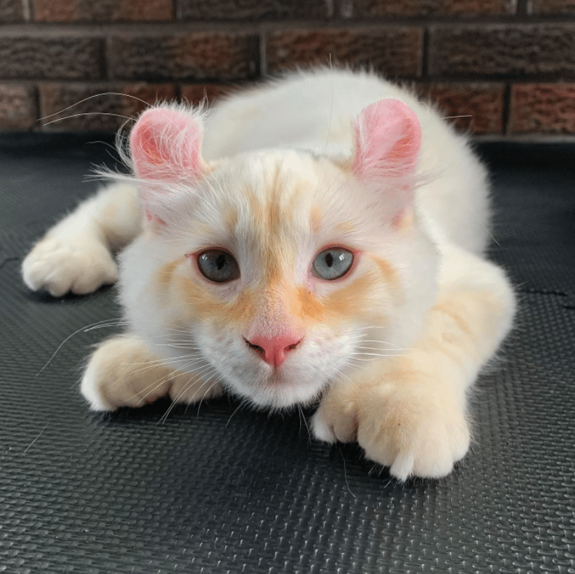 iilla. Meet Yeti The Highland Lynx Cat Has The Most Purrfect Ears & Paws .iilla