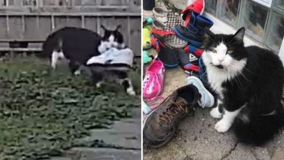 Woman Discovers Her Cat Has Been Stealing Shoes Around The Neighborhood