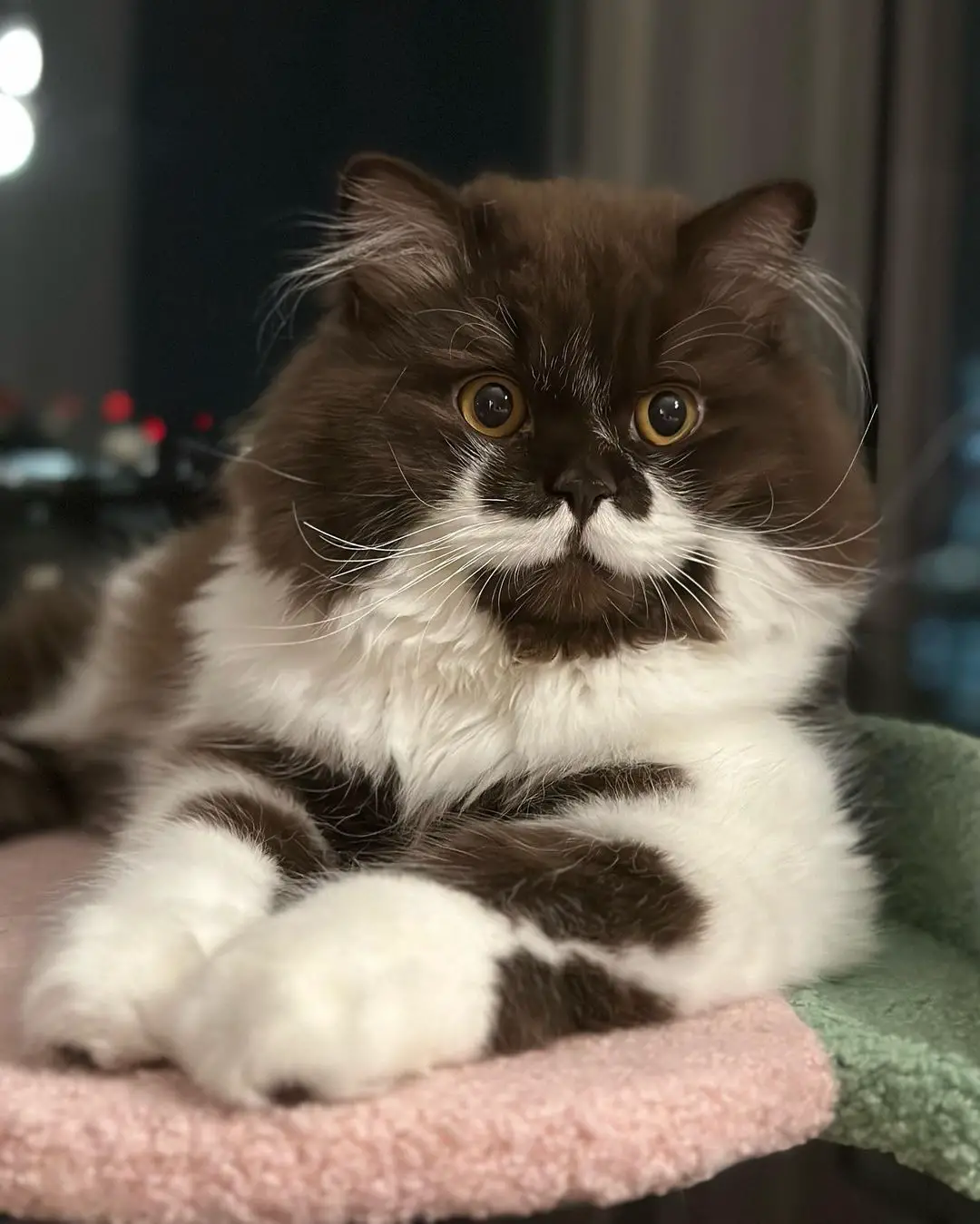 Introducing MiuMiu: The Beloved Cow-Spotted Cat Cherished by Many