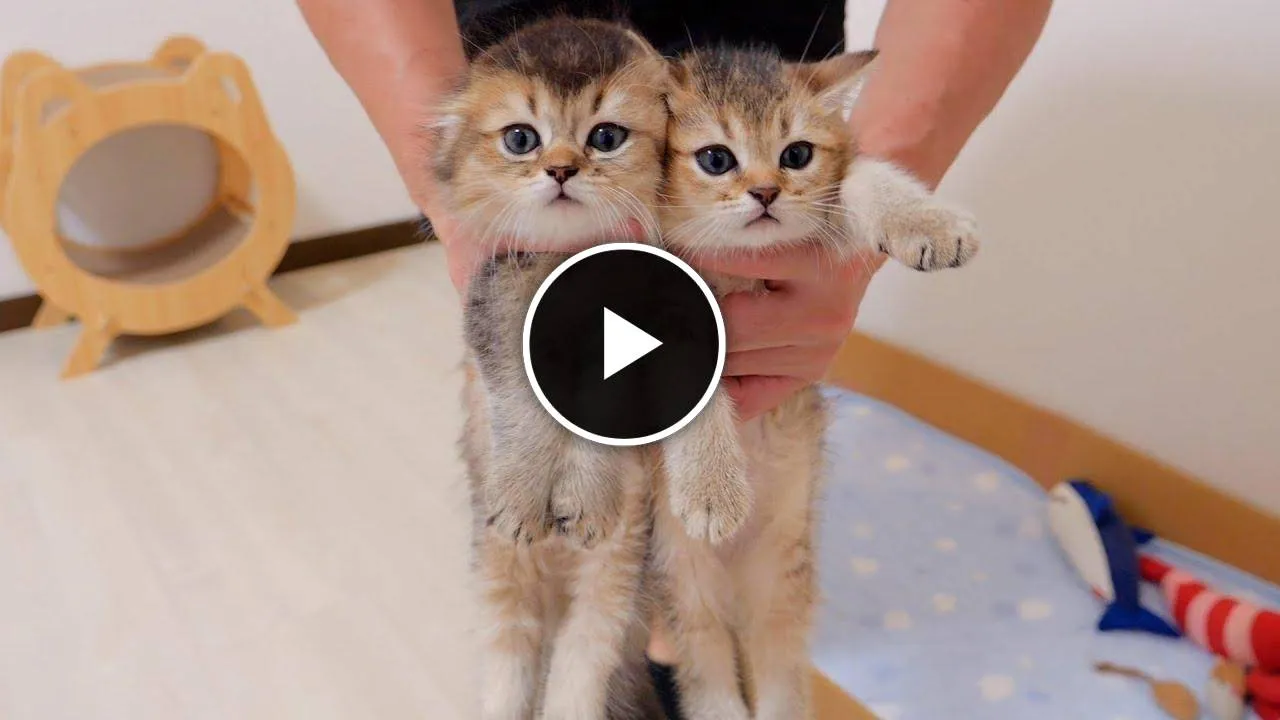 The reaction when I caught a kitten playing without eating was too cute.