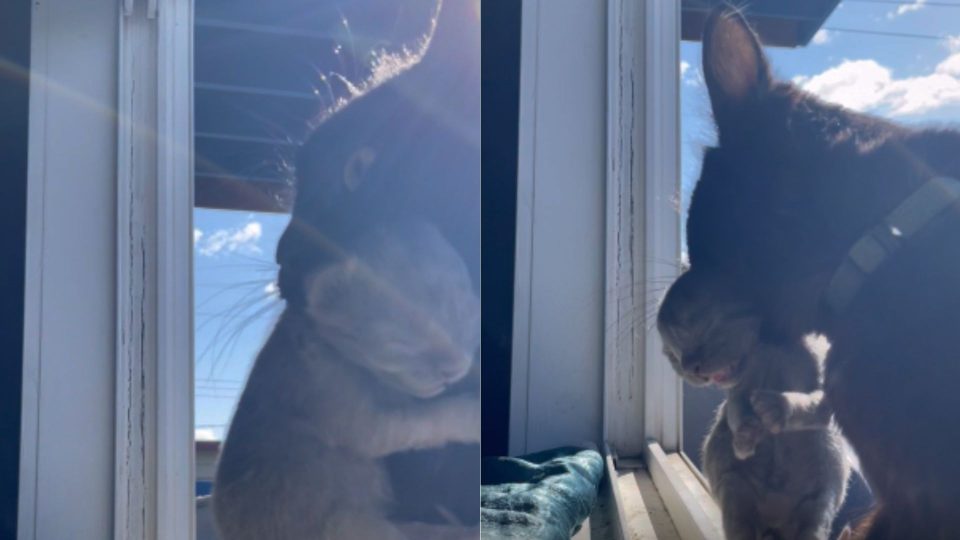Stray Cat Unites With Human Friend And Surprises Her With Newborn Kittens