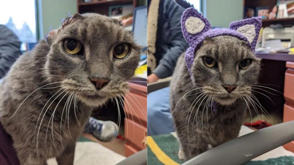 Stray Cat Loses Ears To An Infection But Gets New Crocheted Ones Instead