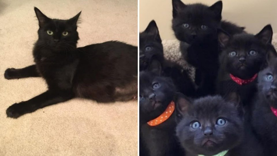Stray Cat Saved From The Cold Brings Six More “Mini Panthers” To Her Rescuers