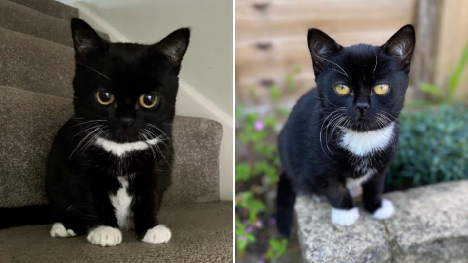 Sweet Cat Will Never Get Bigger Than A Kitten For A Sad Reason…