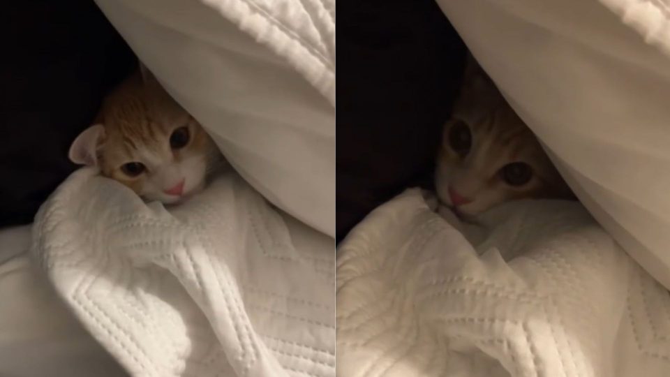 Sweet Kitten Has A Tantrum Because His Owner Has To Leave For Work