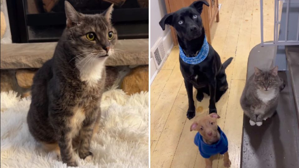 Thanks To Her Great Fostering Skills, This Senior Kitty Earned The Title Of “The Dog Whisperer”