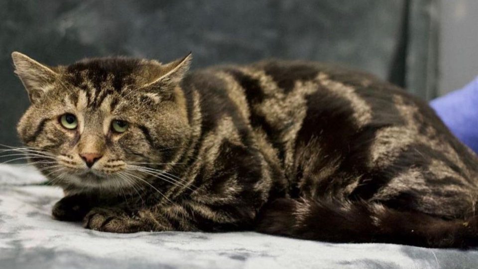 Thanks To The Internet Sad Fishtopher Was Finally Adopted