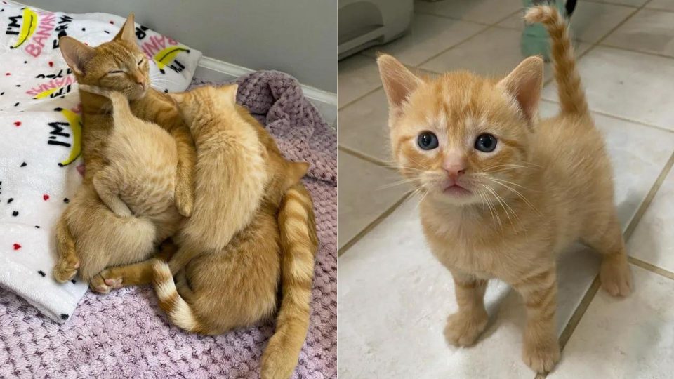 The Cleaner Finds A Feline With 4 Kittens In A Laundry Basket In The Basement