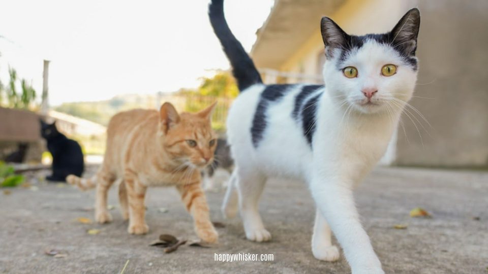 Decoding The Meaning Of Your Cat’s Tail Wagging