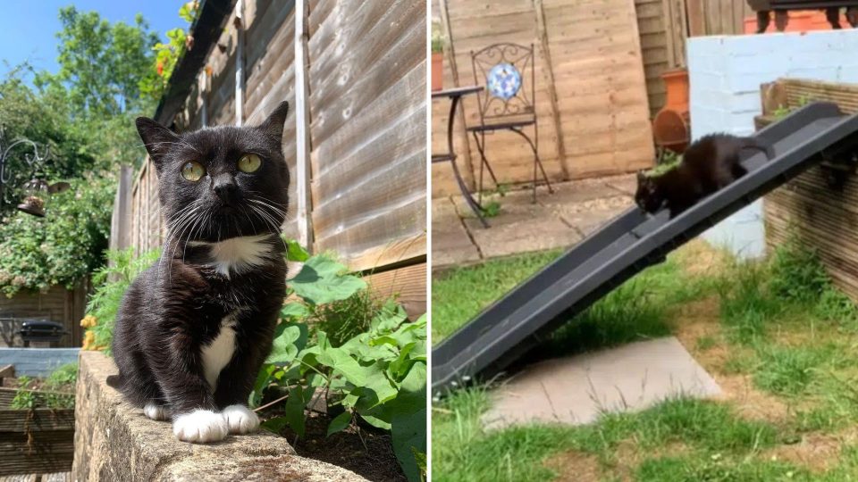 The Story Of A Woman Who Adapted Her Backyard To Suit Her Dwarf Cat Took The World By Storm