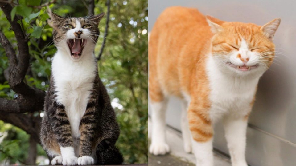 Stray Cats Through The Lens Of An Amazing Photographer