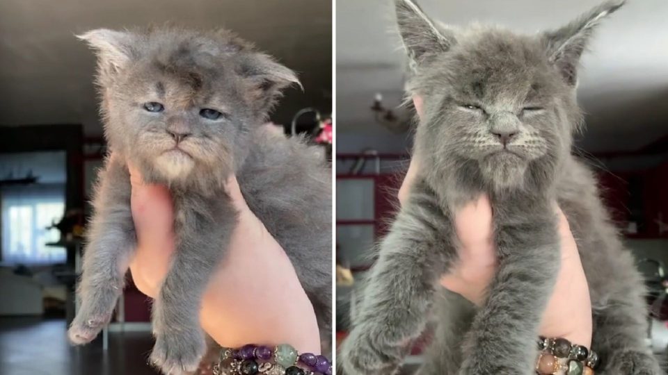 5 Maine Coon Kitten Siblings Born With The Grumpiest And Most Adorable Faces