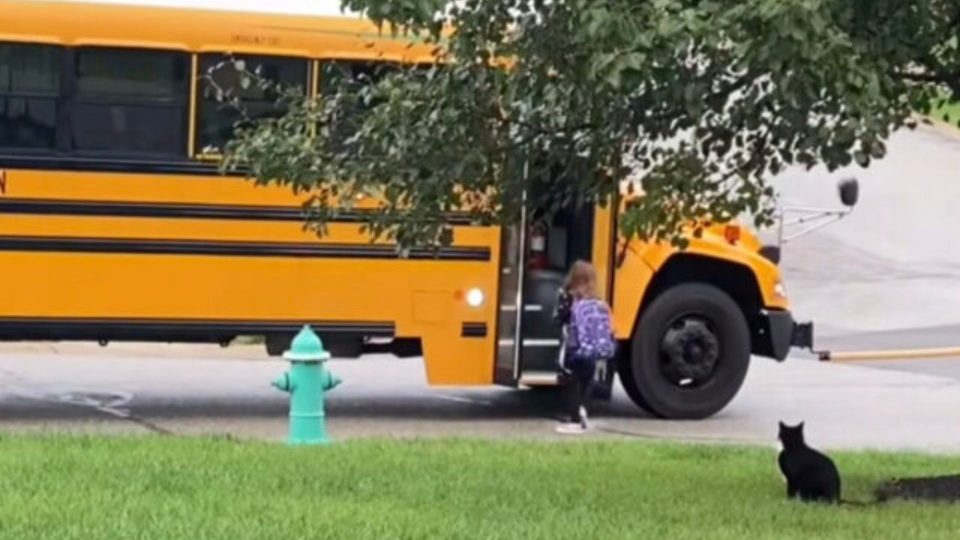 This Cat Puts Safety First And Walks His Human To Her School Bus Each Morning