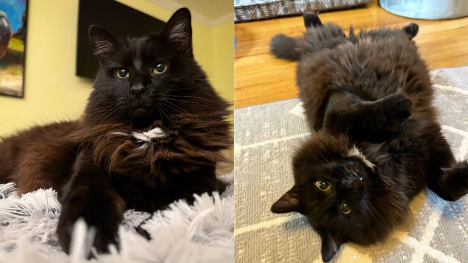 Cat’s Appearance Might Be Scary But He Proves To Be The Nicest Cat Ever