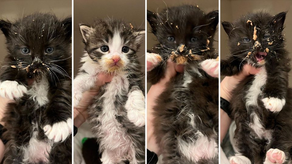 This Foster Mom Rescued Four Kittens From Pouring Rain And A Cold Outdoor Life