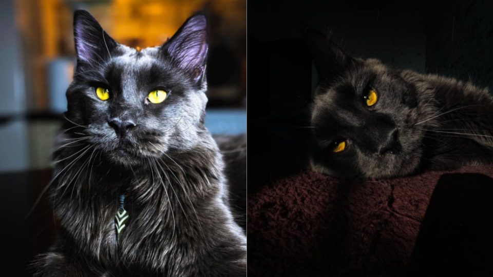 This Giant Maine Coon Looks Like A Black Panther But Acts Like A Dog