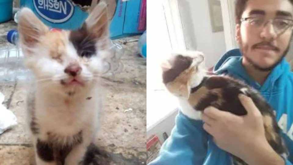 Man Rescues A Blind And Deaf Calico Kitten And Here’s What Happened Next…