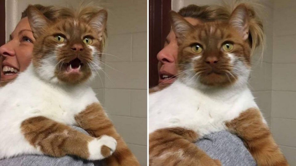 Rescue Cat Becomes A Hero By Helping Other Cats Find Loving Homes