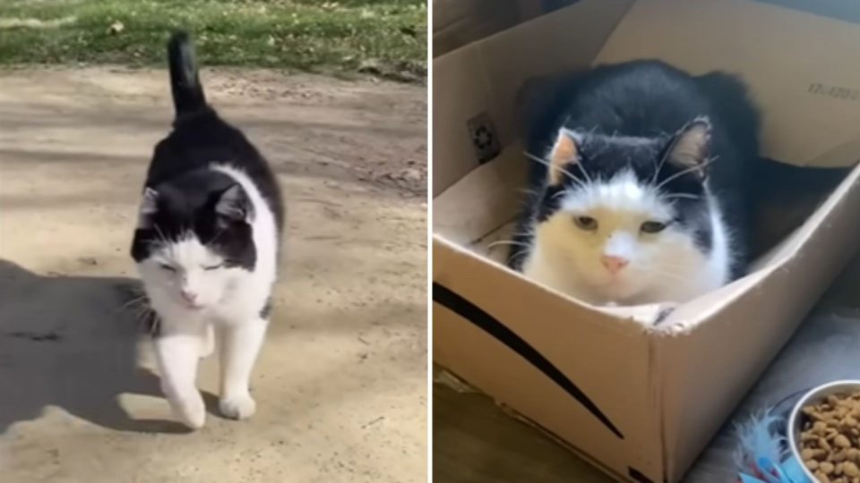 This Senior Street Cat Gets His First Taste Of Indoor Life