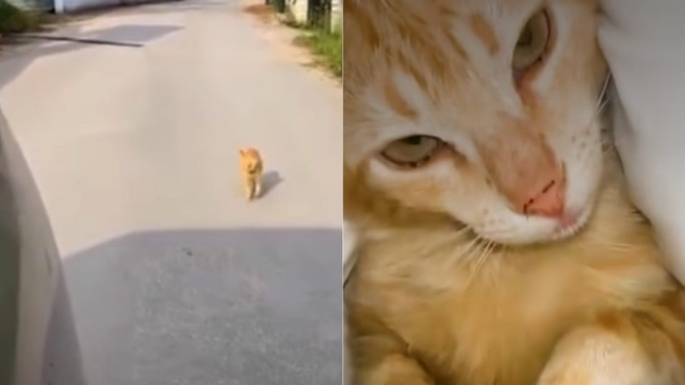 Stray Cat Follows A Woman Hoping To Find A Forever Home