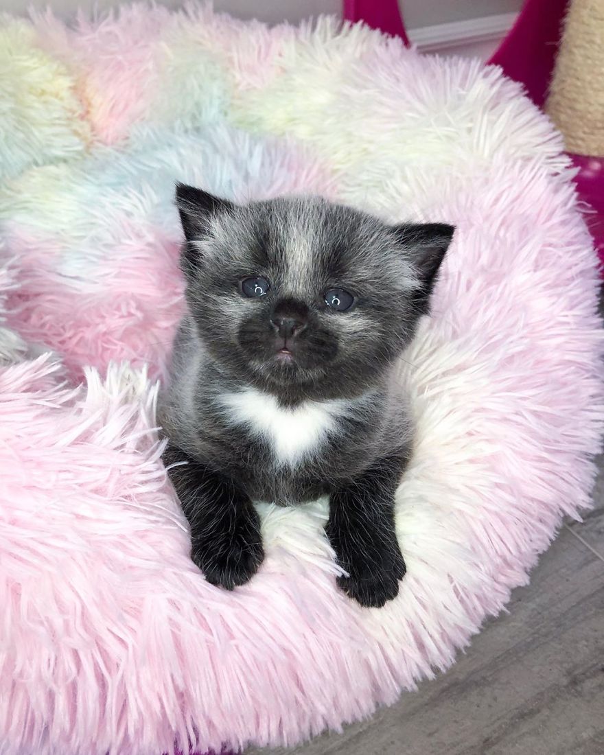 Introducing Janie: The irresistibly cute kitten, rescued from the streets, whose unique colored fur captivates all who cross paths with her.