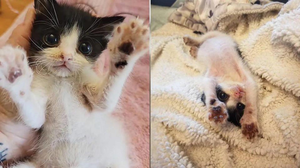 Tiny Kitten Screams Every Day Until He Gets Back On His Paws